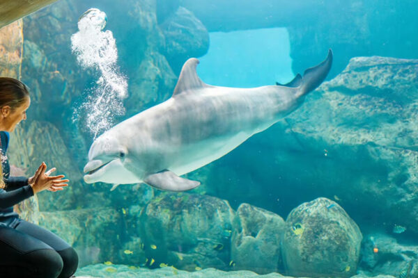 Family Fun at SeaWorld Abu Dhabi: Your Ultimate Guide to the Best Attractions